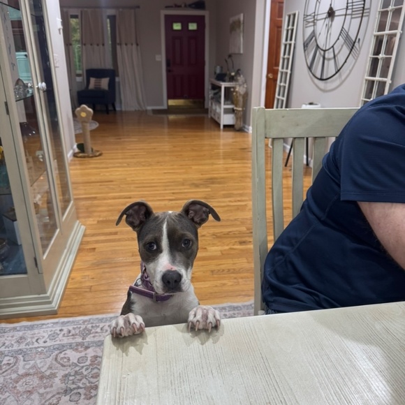 Meet your Posher, Kristen - Picture 9 of 11